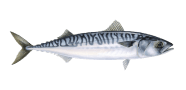 /fish-species/atlantic-mackerel