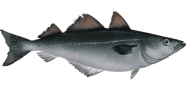 /fish-species/atlantic-pollock