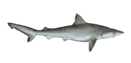 /fish-species/atlantic-sharpnose-shark