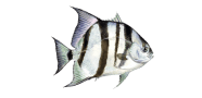 /fish-species/atlantic-spadefish