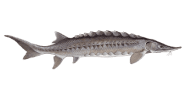 /fish-species/atlantic-sturgeon