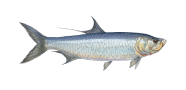 /fish-species/atlantic-tarpon