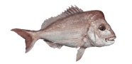 /fish-species/australasian-snapper