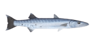 /fish-species/australian-barracuda