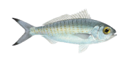 /fish-species/australian-herring