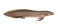 /fish-species/australian-lungfish