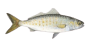 /fish-species/australian-salmon