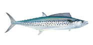 /fish-species/australian-spotted-mackerel