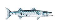 /fish-species/barracuda