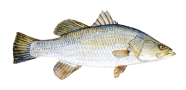 /fish-species/barramundi