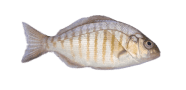 /fish-species/barred-surfperch
