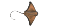 /fish-species/bat-eagle-ray