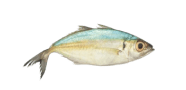 /fish-species/bigeye-scad