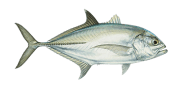/fish-species/bigeye-trevally