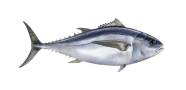 /fish-species/bigeye-tuna