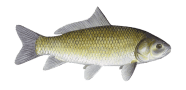 /fish-species/bigmouth-buffalo