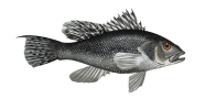 /fish-species/black-bass