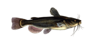 /fish-species/black-bullhead