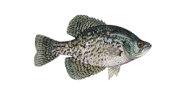 /fish-species/black-crappie