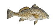 /fish-species/black-drum