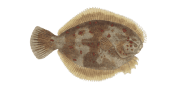 /fish-species/black-flounder