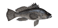 /fish-species/black-seabass