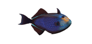 /fish-species/black-triggerfish