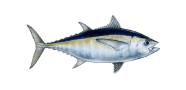 /fish-species/blackfin-tuna