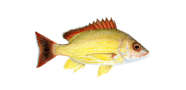 /fish-species/blacktail-snapper