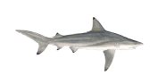 Blacktip Shark image
