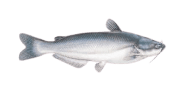 /fish-species/blue-catfish