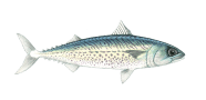 /fish-species/blue-mackerel