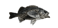 /fish-species/blue-rockfish