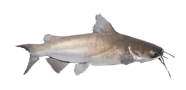 /fish-species/blue-salmon-catfish