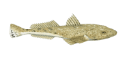 /fish-species/blue-spotted-flathead