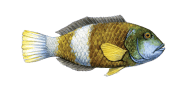 /fish-species/blue-throated-wrasse