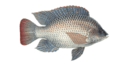 /fish-species/blue-tilapia