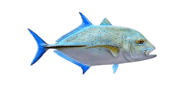 /fish-species/bluefin-trevally