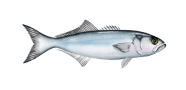 /fish-species/bluefish