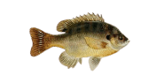 /fish-species/bluegill