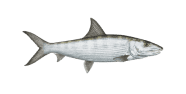 /fish-species/bonefish