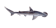 /fish-species/bonnethead-shark