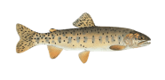 /fish-species/bonneville-cutthroat-trout