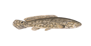 /fish-species/bowfin