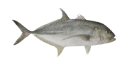 /fish-species/brassy-trevally