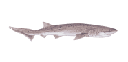 /fish-species/broadnose-sevengill-shark