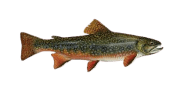 /fish-species/brook-trout
