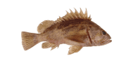 /fish-species/brown-rockfish