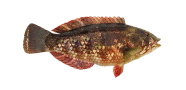 Brown Spotted Wrasse image
