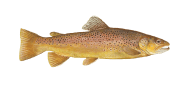 /fish-species/brown-trout